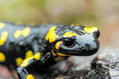 Les salamandres son animals nocturns i relacionats amb les zones humides