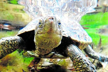 La tortuga de rierol és una espècies consolidada al riu Gaià