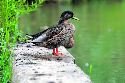 Els ànecs són els protagonistes a la resclosa del Catllar