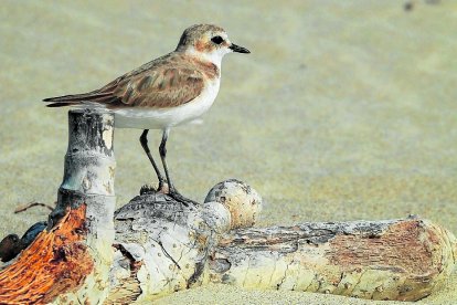 El corriol camanegre és un indicador de la biodiversitat de la platja