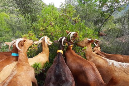 Pastoreo para reducir la vegetación