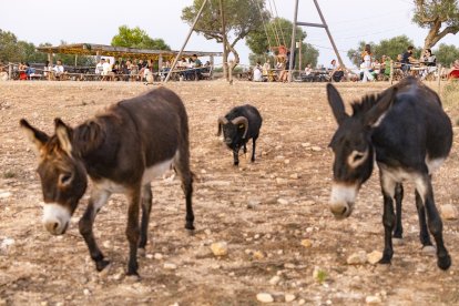 Cabras, burros y un columpio en Sicus.