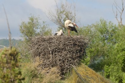 Niu de cigonya blanca a Flix.