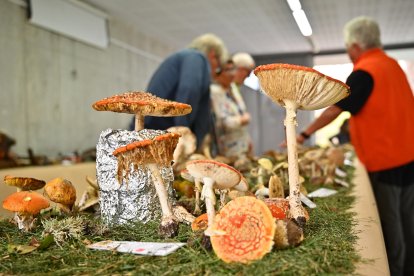 La 'amanita muscaria', la seta englobada en la categoría 'muy tóxica'