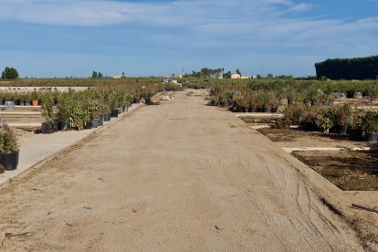 El mateix viver, aquesta setmana.