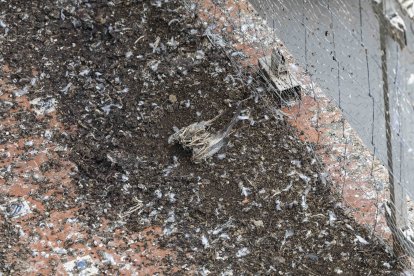 Hay al menos un palmo de excrementos en el suelo.