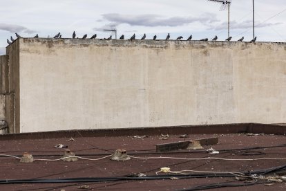 Las palomas son atacadas por las gaviotas.
