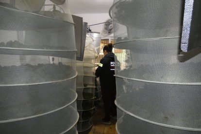 Imagen de las plantas de marihuana halladas en Aldover