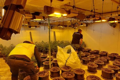 Una de las plantaciones desmantelada