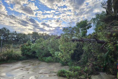 Caiguda d’un pi al camí del Subarrec