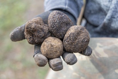 Algunas trufas negras.
