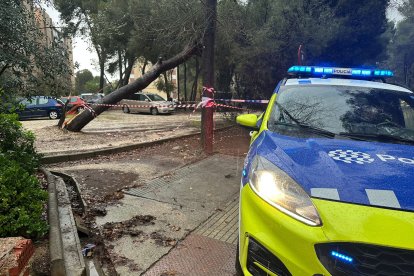 Una árbol caído en el barrio de Sant Salvador