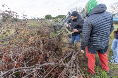 Diversos payeses han ido a la finca para cargar unos cuantos avellanos y llevarlos hacia Reus.