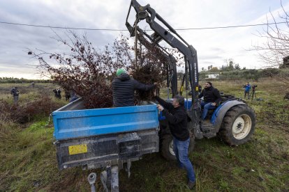 Los avellanos secos se han transportado en tractores y remolques.