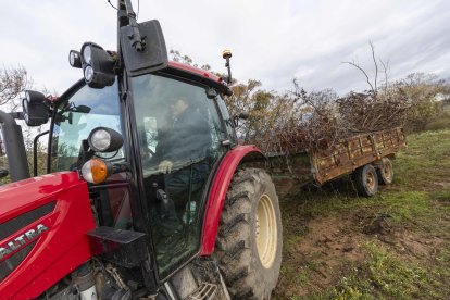 Los avellanos secos se han transportado en tractores y remolques.