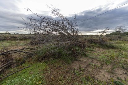 Los avellanos son el árbol del Camp de Tarragona que se ha visto más afectado por la sequía.