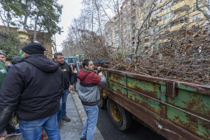 Los avellanos secos se han transportado en tractores y remolques.