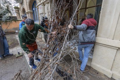 Los payeses han entrado con avellanos muertos por la sequía hasta la puerta de las oficinas comarcales del Departament d'Agricultura en Reus.