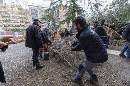 Los payeses han entrado con avellanos muertos por la sequía hasta la puerta de las oficinas comarcales del Departament d'Agricultura en Reus.