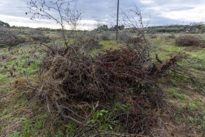 Los avellanos son los árboles que más han sufrido la falta de agua durante estos años de sequía.