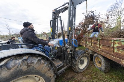 Los avellanos secos se han transportado en tractores y remolques.