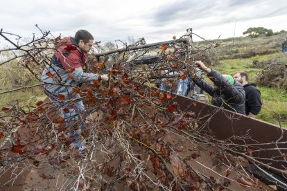 Los avellanos secos se han transportado en tractores y remolques.