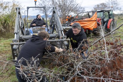 Los avellanos secos se han transportado en tractores y remolques.