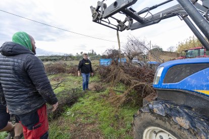Los avellanos secos se han transportado en tractores y remolques.