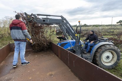 Los avellanos secos se han transportado en tractores y remolques.