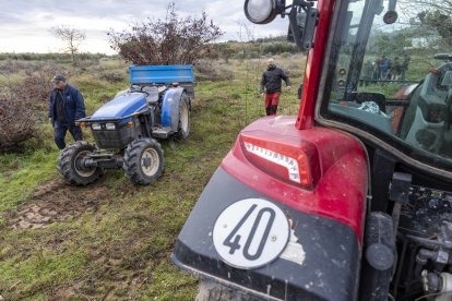 Los avellanos secos se han transportado en tractores y remolques.