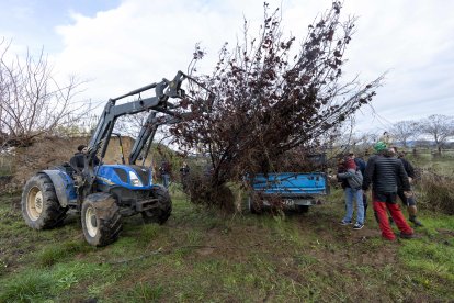 Los avellanos secos se han transportado en tractores y remolques.