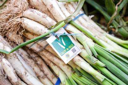 Valls viu aquest diumenge, 25 de gener, la 44a edició de la Gran Festa de la Calçotada.