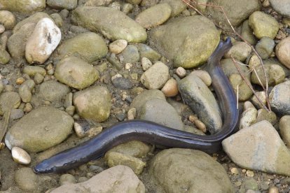 Ejemplar de una anguila en el Riu Francolí