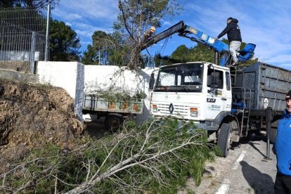 Caída de pinos en Valls.