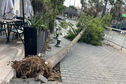 Árbol caído en la plaza de Antoni Correig.