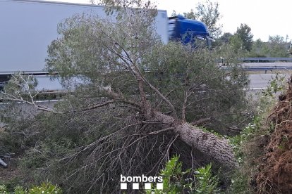 Árbol en la cuneta de la AP-7, cerca de L'Aldea.