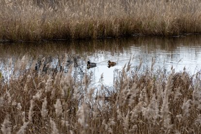 Una pareja de patos remontando el río Gaià.