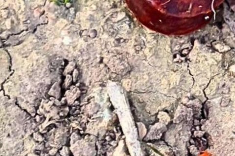 La Policía Local de El Vendrell ha retirado trozos de carne con clavos