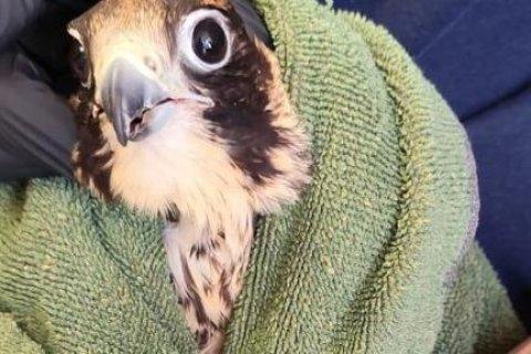 Imagen del pájaro rescatado por los Agents Rurals en Roda de Berà