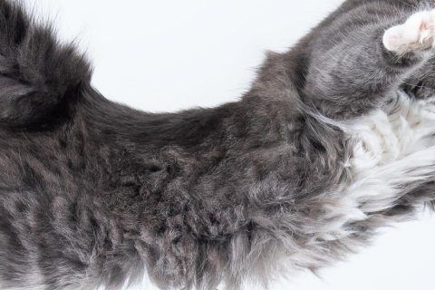 Un gato en el aire. La flexibilidad de la columna permite que siempre caiga de pie.