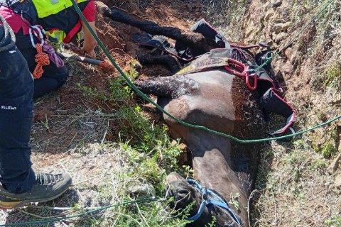 El caballo rescatado.