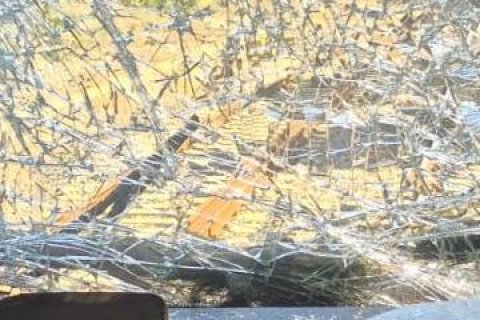 R11 interrumpida por la caída de un árbol sobre el tren