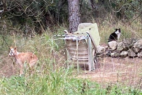 El podenco de Calafell rescatado con salchichas de frankfurt