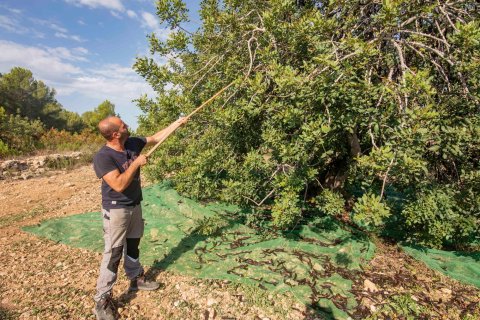 Cunillera, dando palos al algarrobo para que caiga todo el fruto.