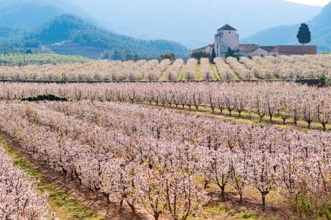 Cerezos en flor en la Ribera d