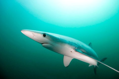 Un ejemplar de tintorera.