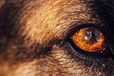 ‘Los sentidos de los animales nos muestran los reinos ocultos que nos rodean’.