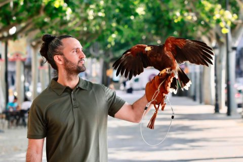 Sif, el águila Harris que recorrerá las calles de Lleida.