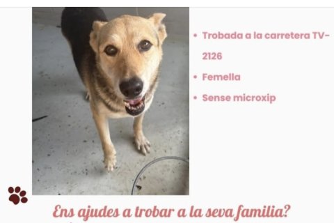 Perro durante la verbena Calafell.