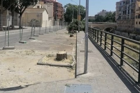Ya se han cortado algunos ejemplares por las obras